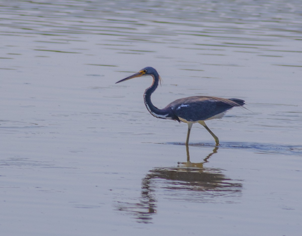 Tricolored Heron - ML209513111