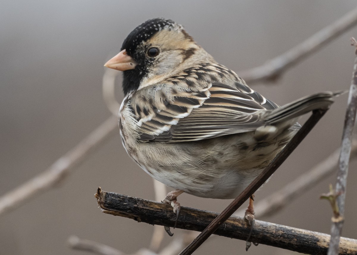 Harris's Sparrow - ML209514381