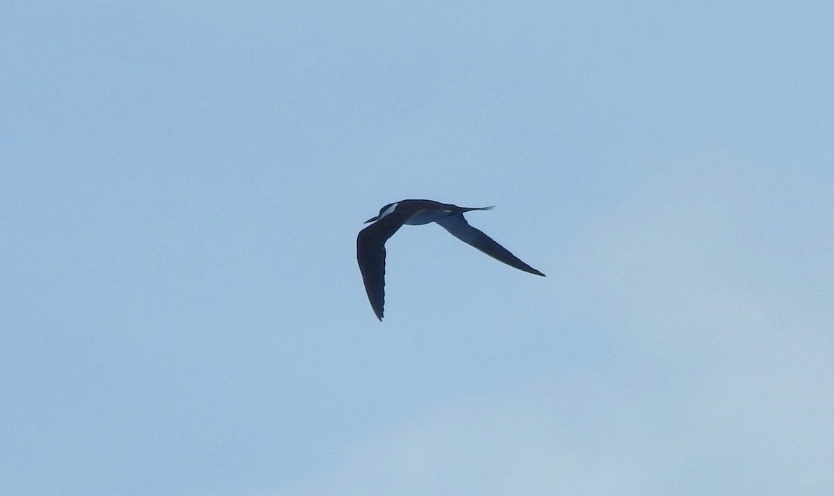 Sooty Tern - ML209514731