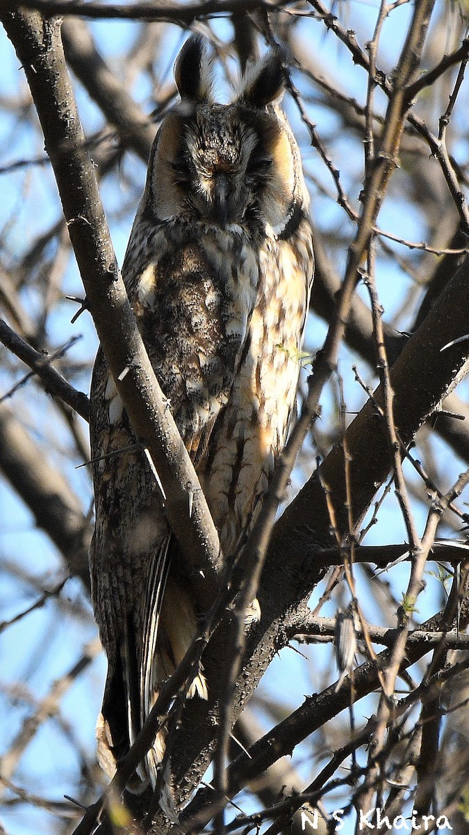 Long-eared Owl - ML209514841