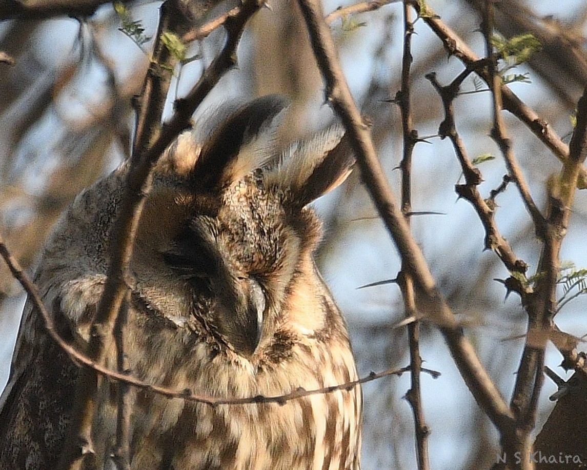 Long-eared Owl - ML209514931