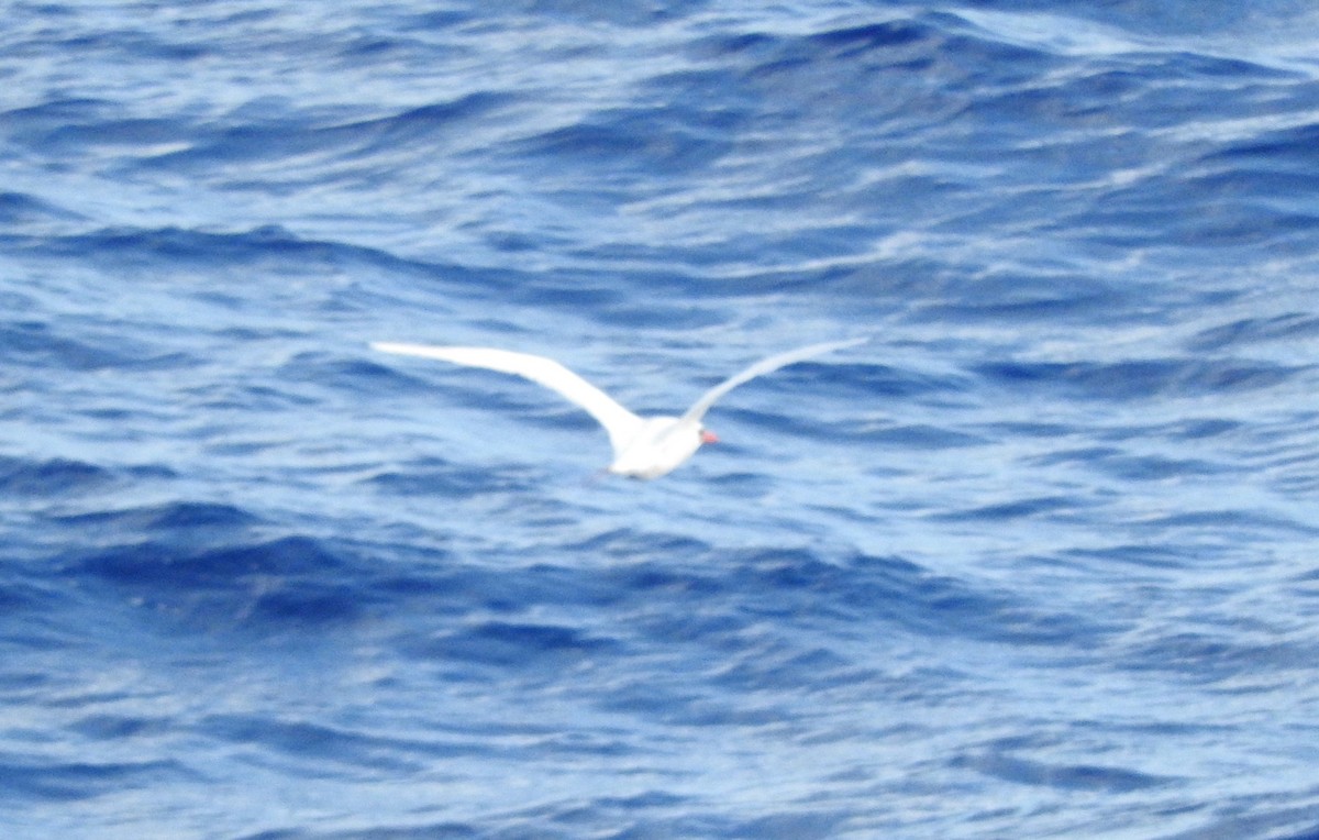 Red-tailed Tropicbird - ML209515421