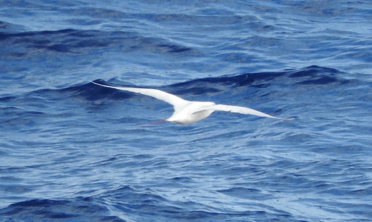 Red-tailed Tropicbird - ML209515431