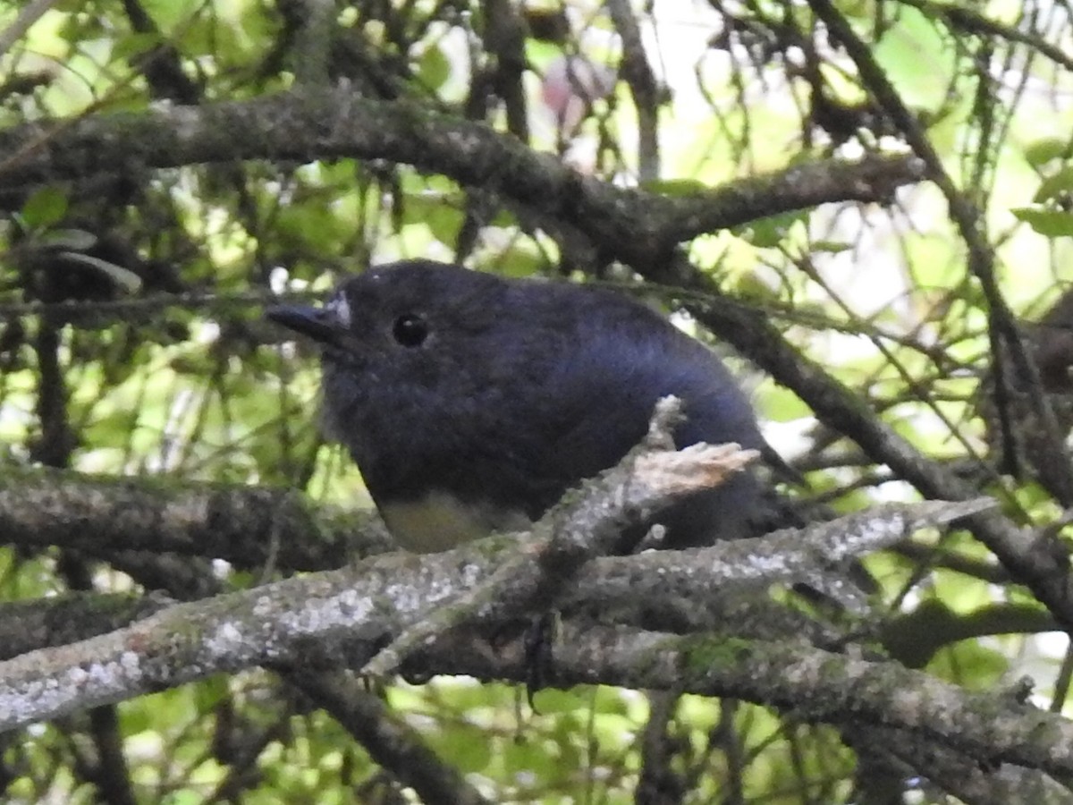 South Island Robin - ML209516561