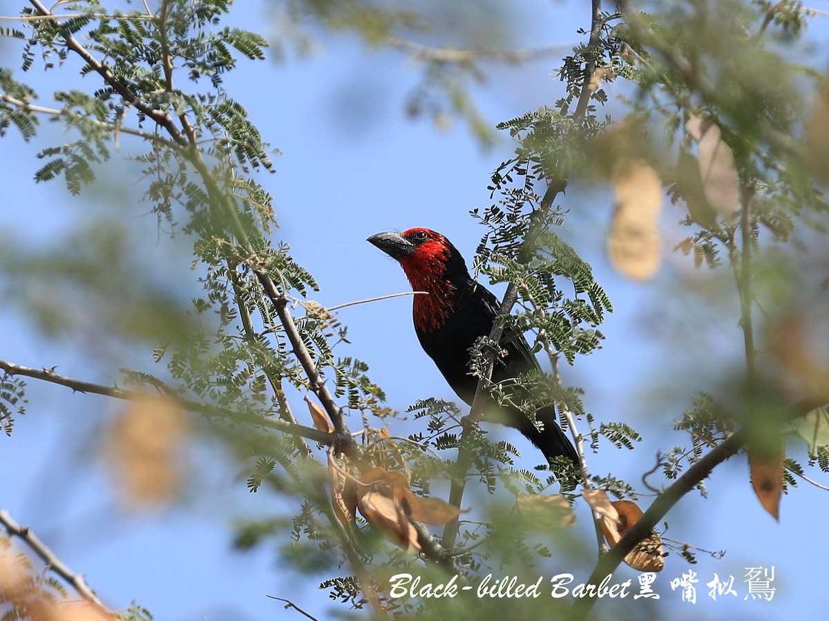 Black-billed Barbet - ML209517011