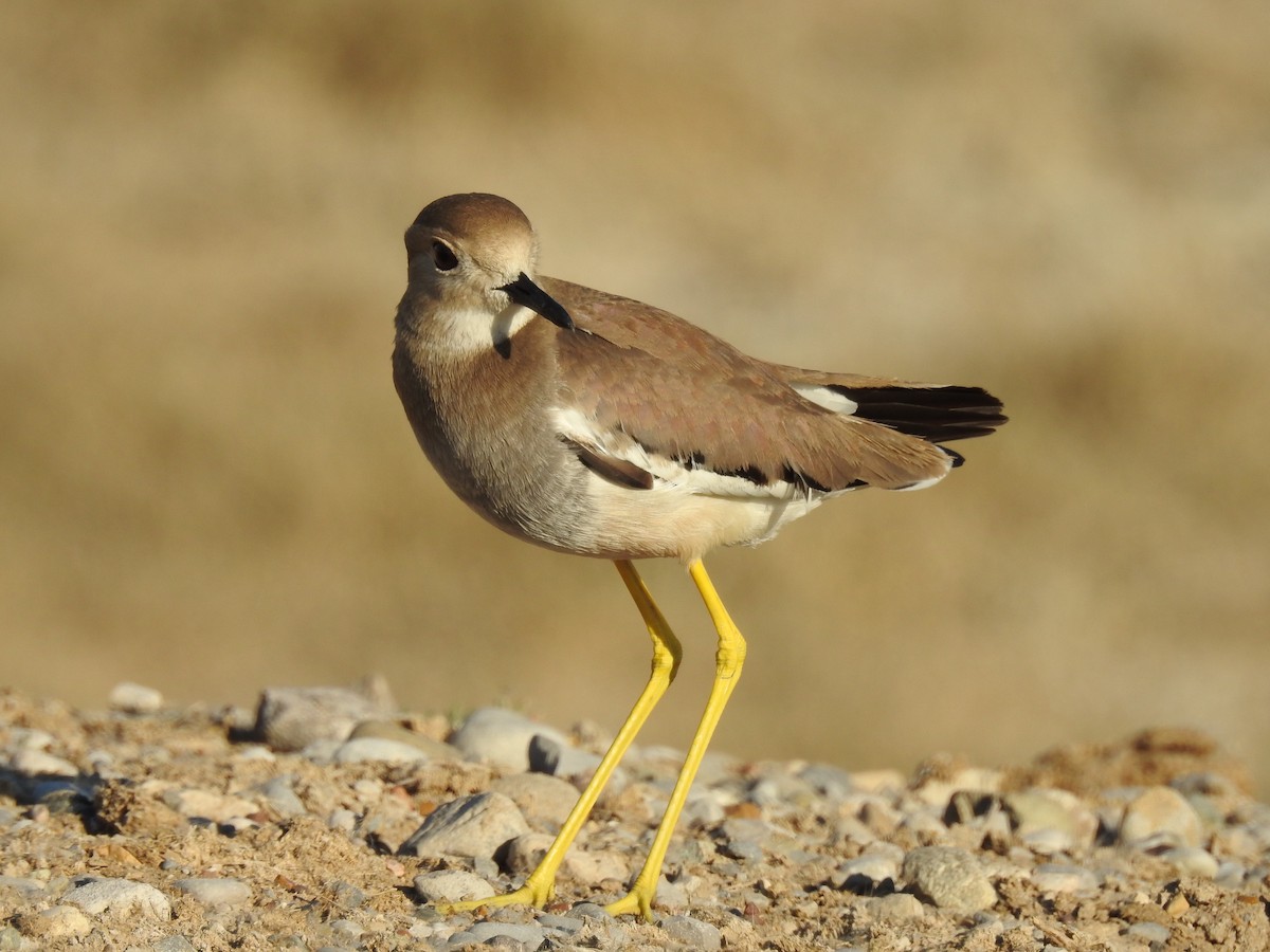 White-tailed Lapwing - Keramat Hafezi