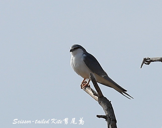 Scissor-tailed Kite - Qiang Zeng