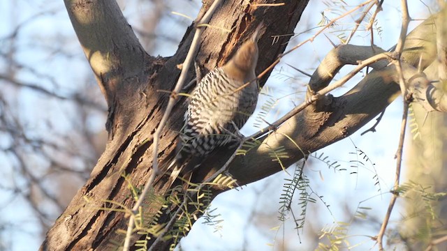 Gila Woodpecker - ML209518201