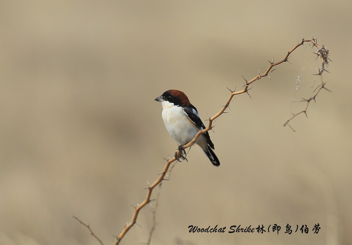 Woodchat Shrike - ML209518391