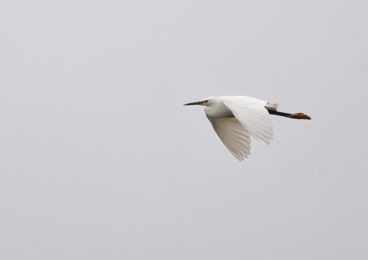 Snowy Egret - ML20951901