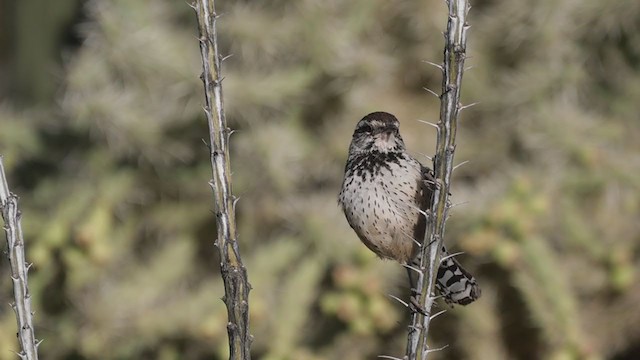 Cactus Wren - ML209519341