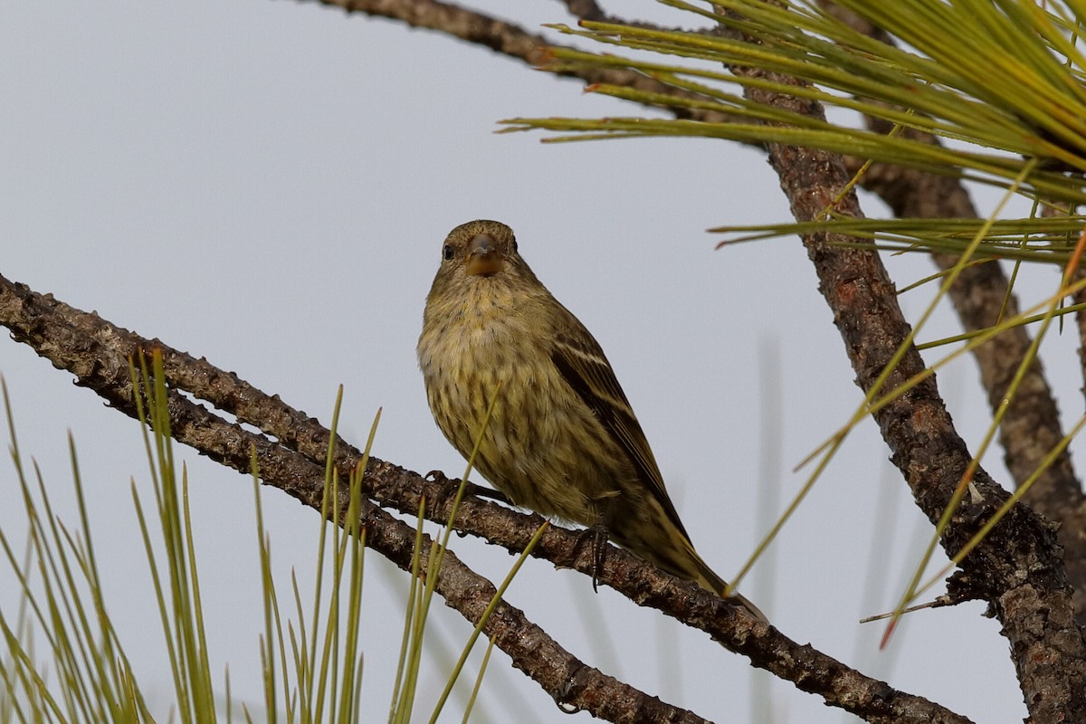 Antillean Siskin - ML209520391