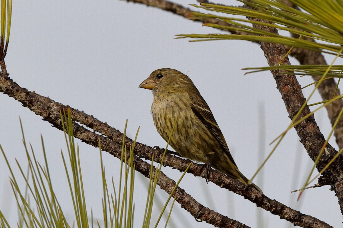 Antillean Siskin - ML209520431