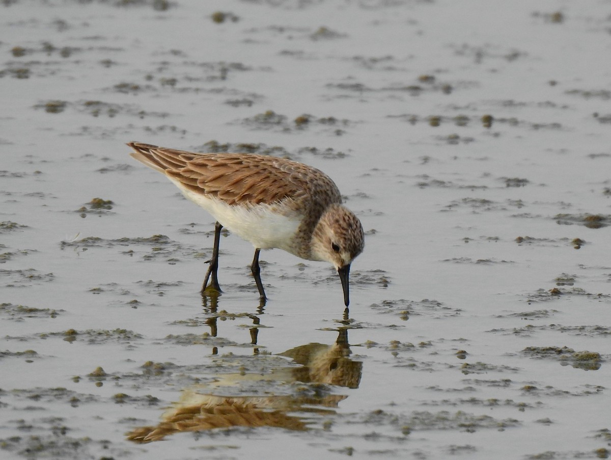 Rotkehl-Strandläufer - ML209520541