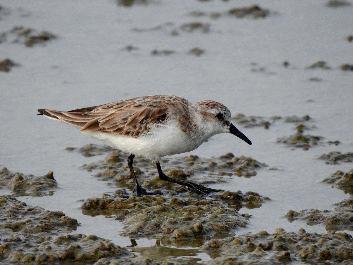 rødstrupesnipe - ML209520581