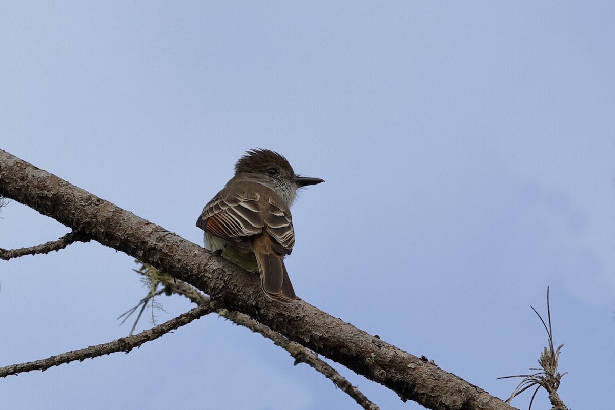 Stolid Flycatcher - ML209522491