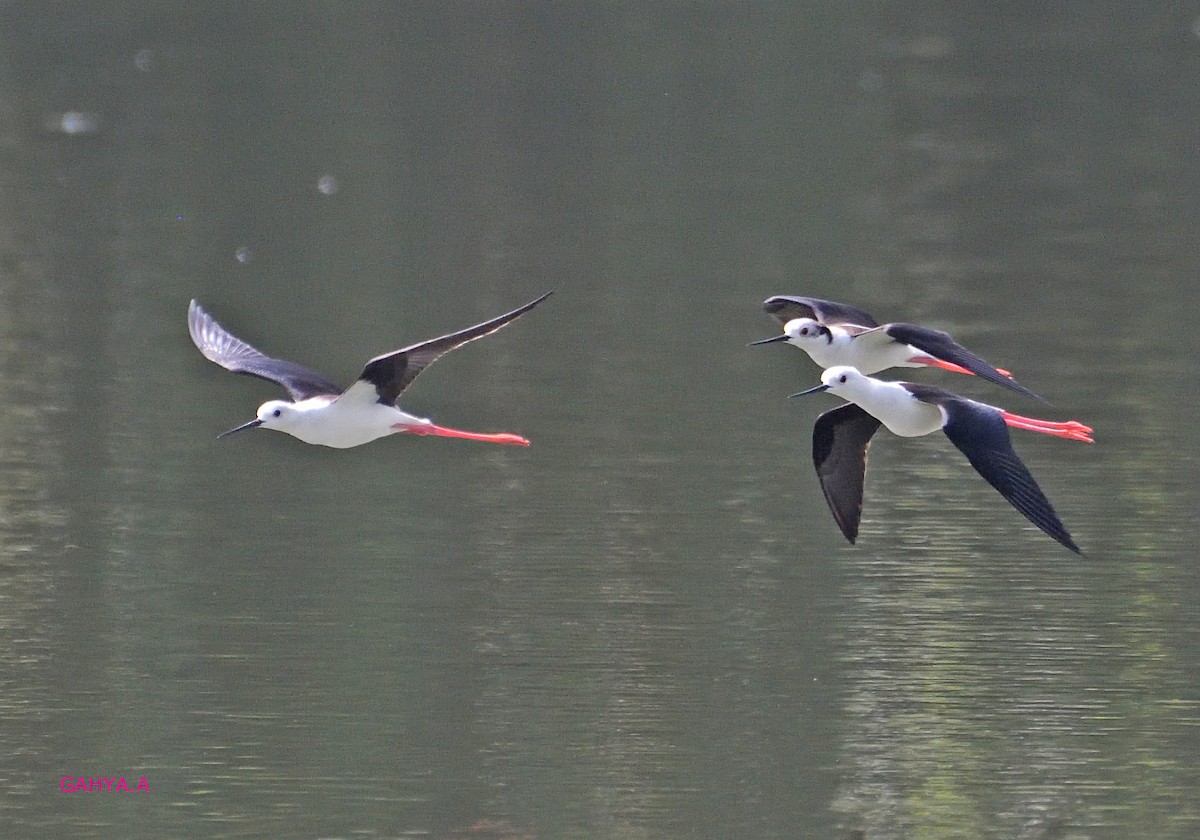 Black-winged Stilt - ML209523921