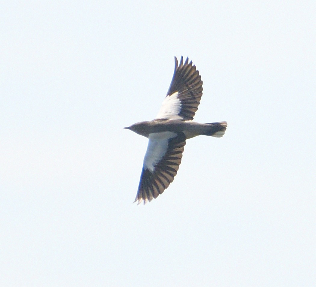 White-shouldered Starling - ML209523961