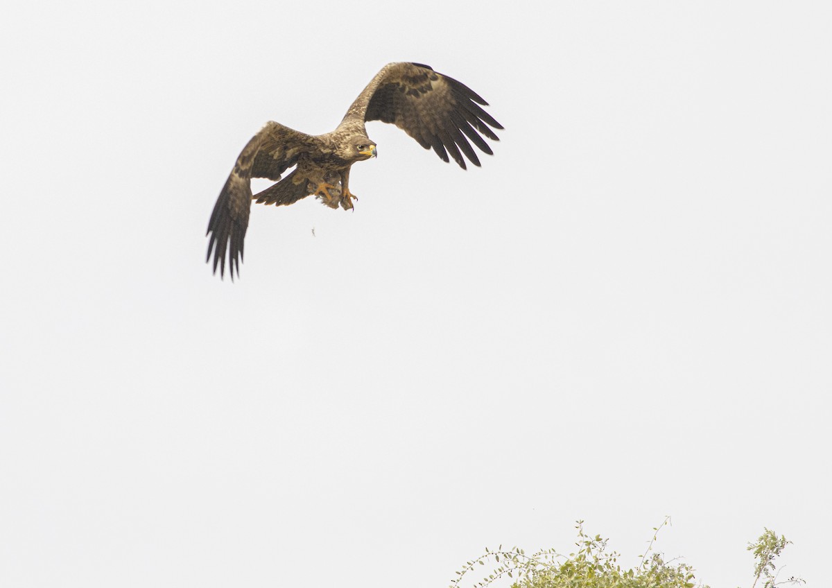 Tawny Eagle - ML209524151