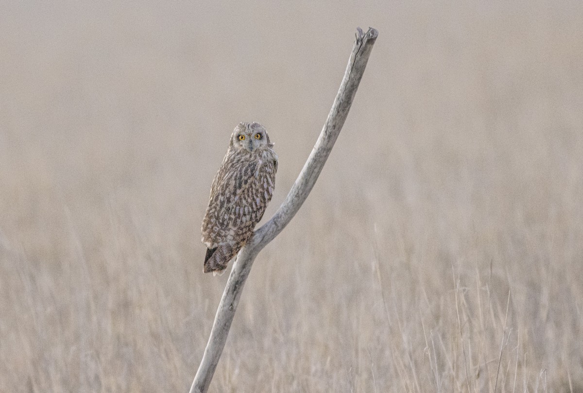 Hibou des marais - ML209524261