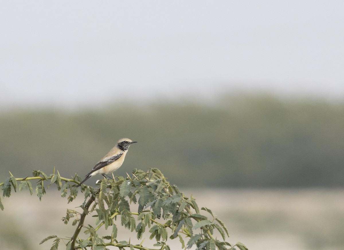 Desert Wheatear - ML209524271