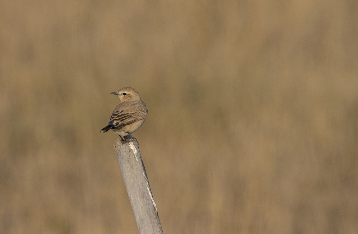 Isabelline Wheatear - ML209524281