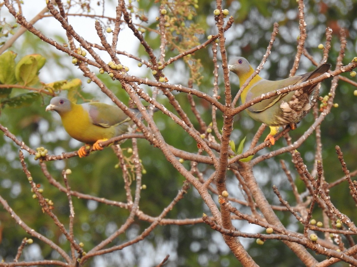 Yellow-footed Green-Pigeon - ML209524601