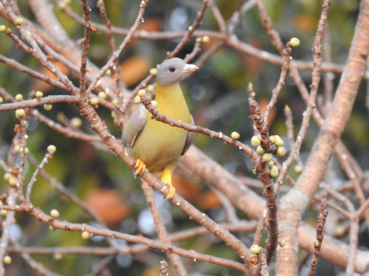 Yellow-footed Green-Pigeon - ML209524621