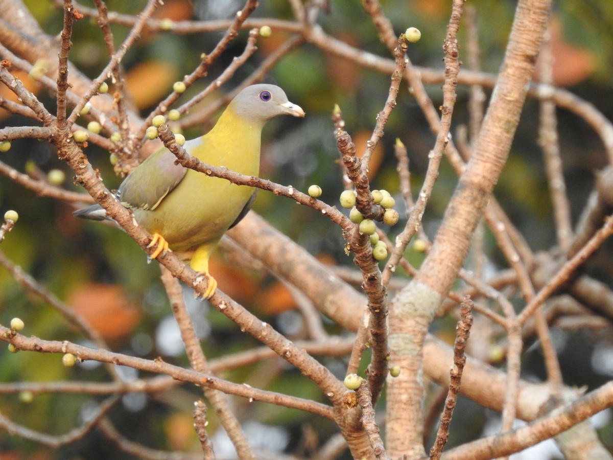 Yellow-footed Green-Pigeon - ML209524631