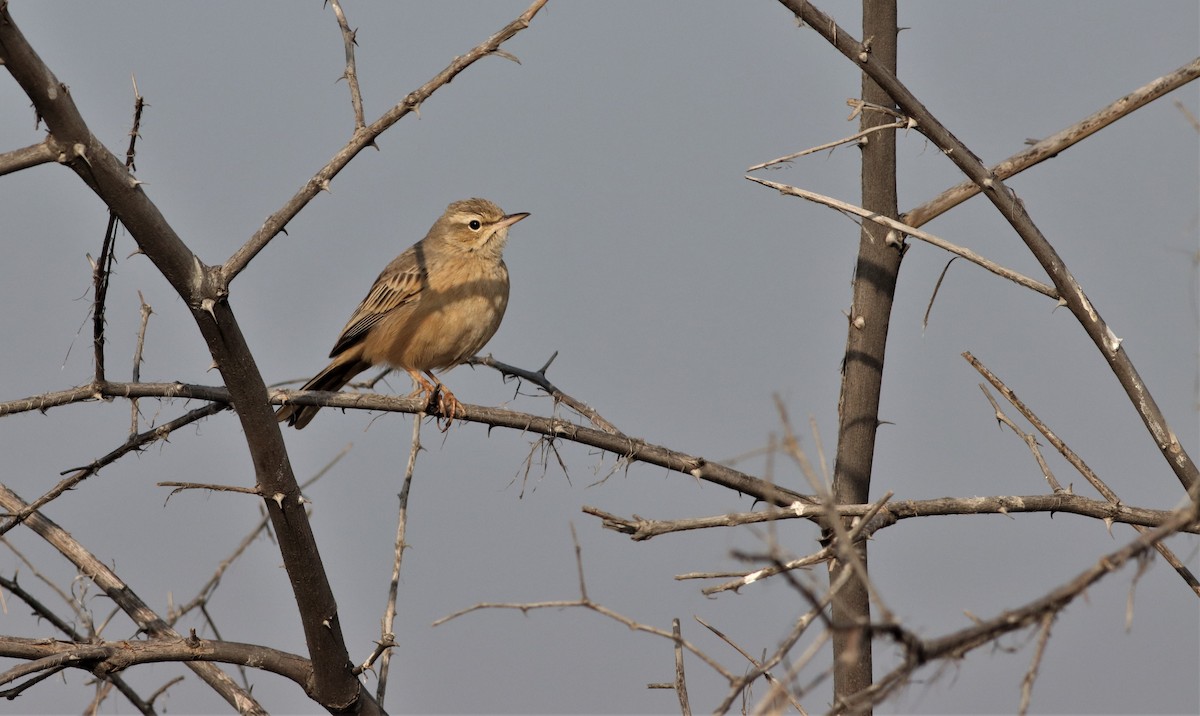 Long-billed Pipit - ML209525051