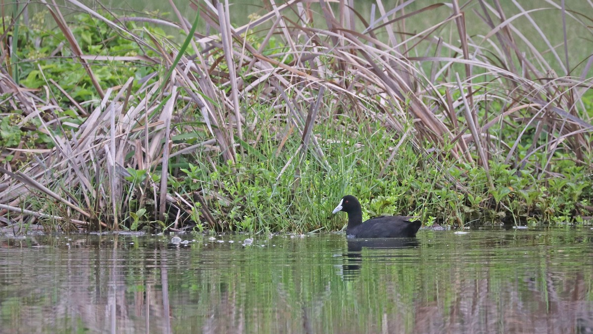 Eurasian Coot - Rick Franks