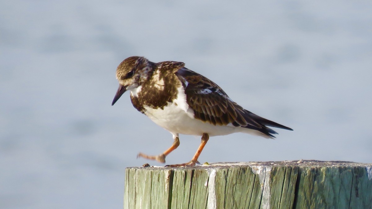 Ruddy Turnstone - ML209525581