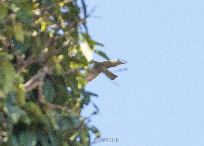 Gray-faced Buzzard - ML209525701