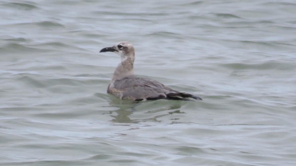 Laughing Gull - ML209525761