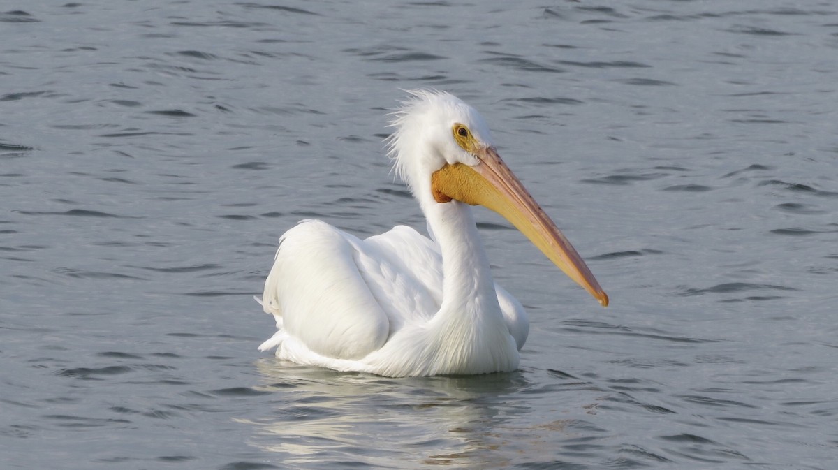 American White Pelican - ML209525821