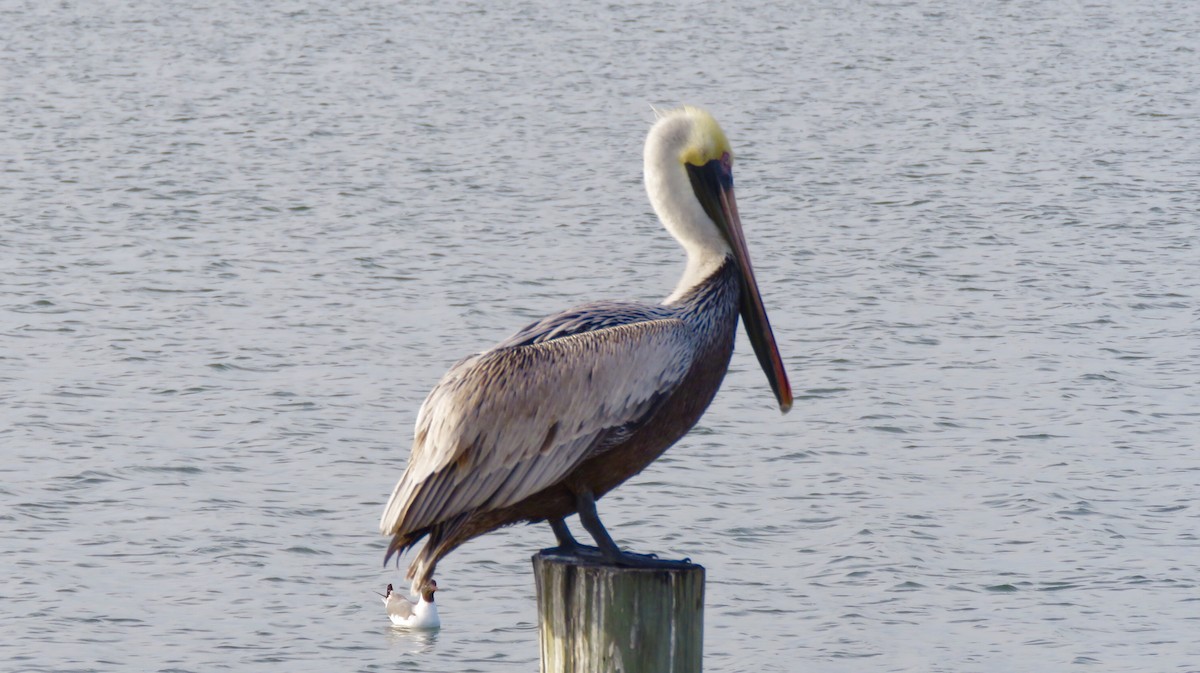 Brown Pelican - ML209525831