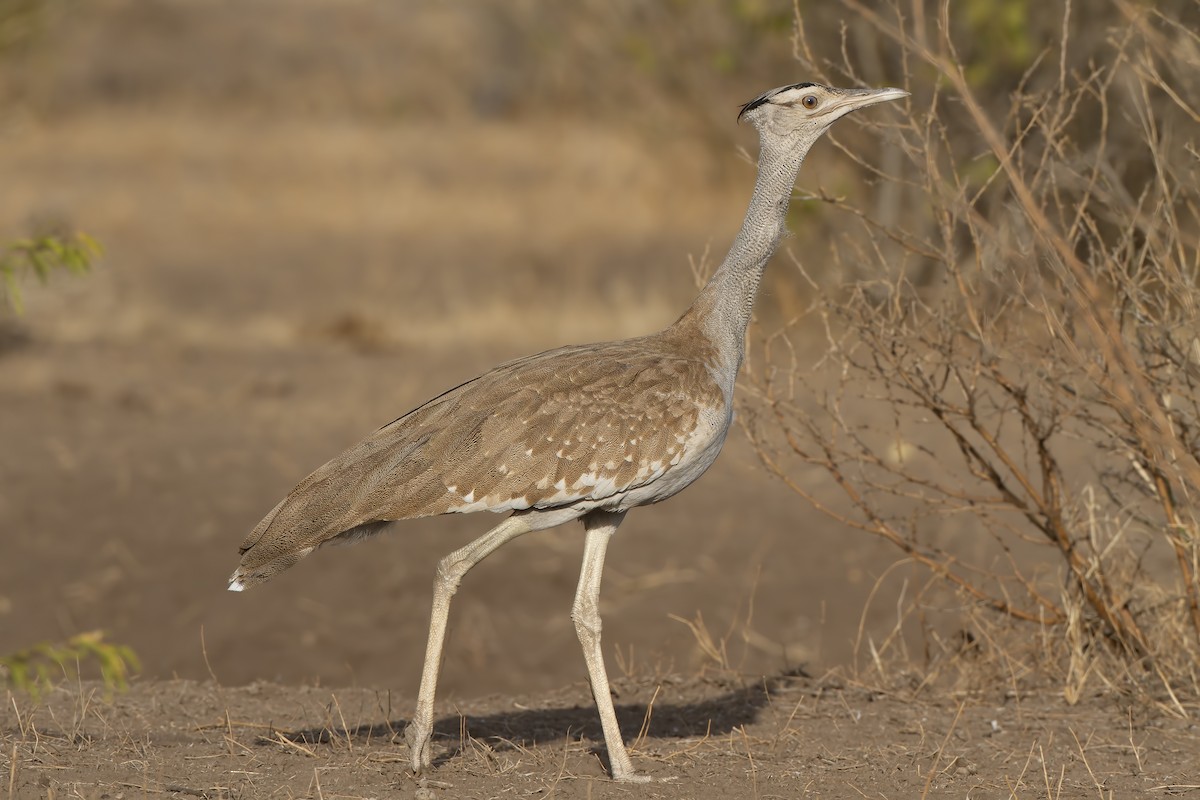 Arabian Bustard - ML209526871