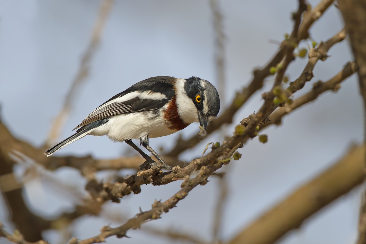 Gray-headed Batis - ML209526961