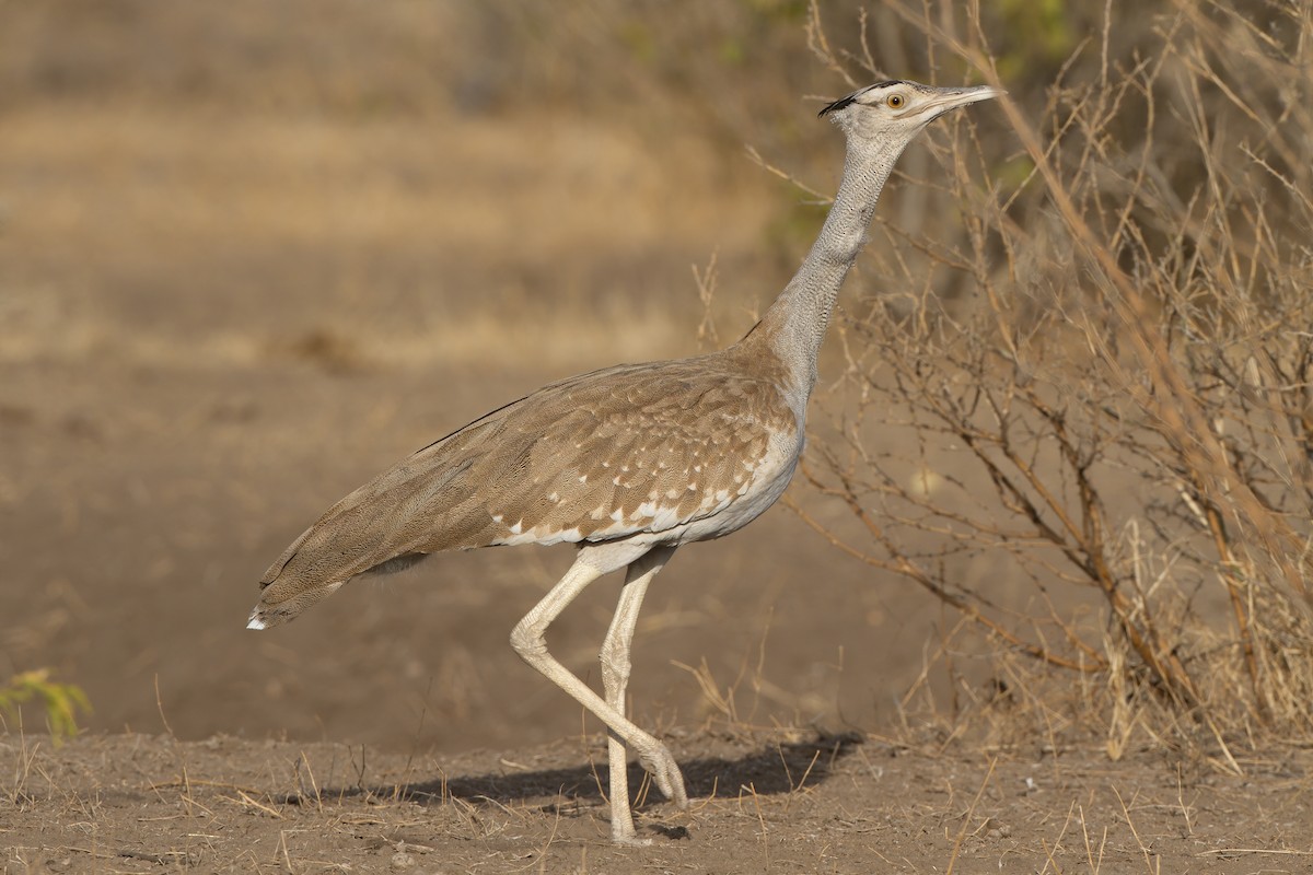 Arabian Bustard - ML209526981