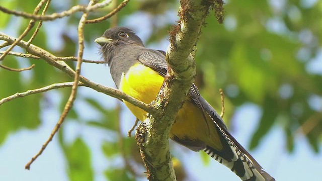 Black-headed Trogon - ML209527371