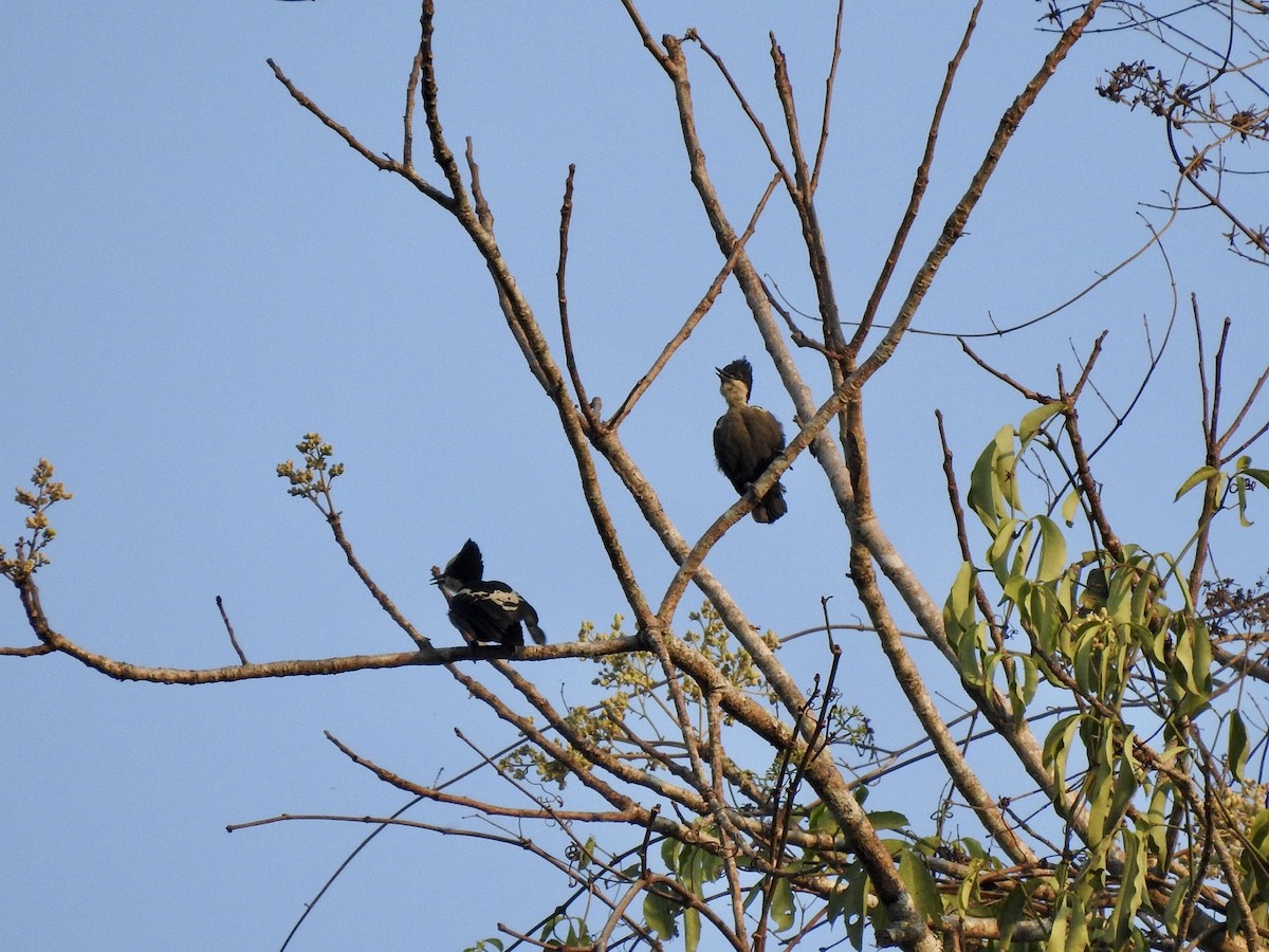 Heart-spotted Woodpecker - ML209527491