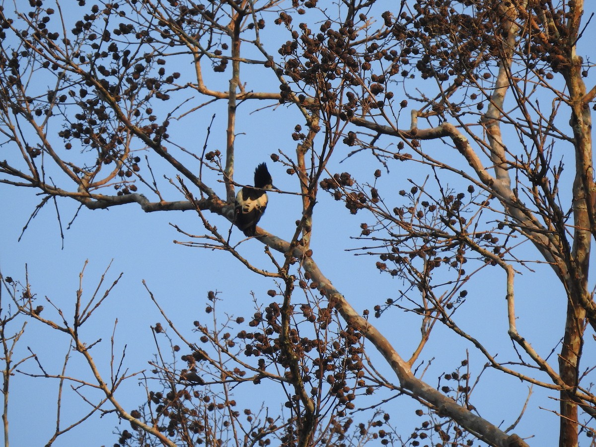 Heart-spotted Woodpecker - David Ratcliffe