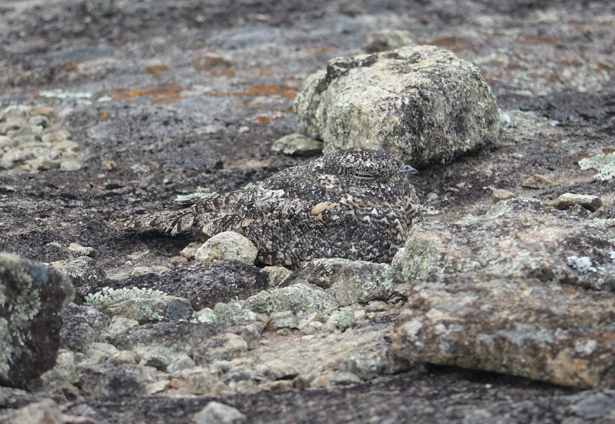 Pygmy Nightjar - Ottavio Janni