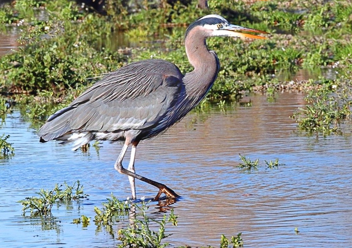 Great Blue Heron - Cosmos Shatto