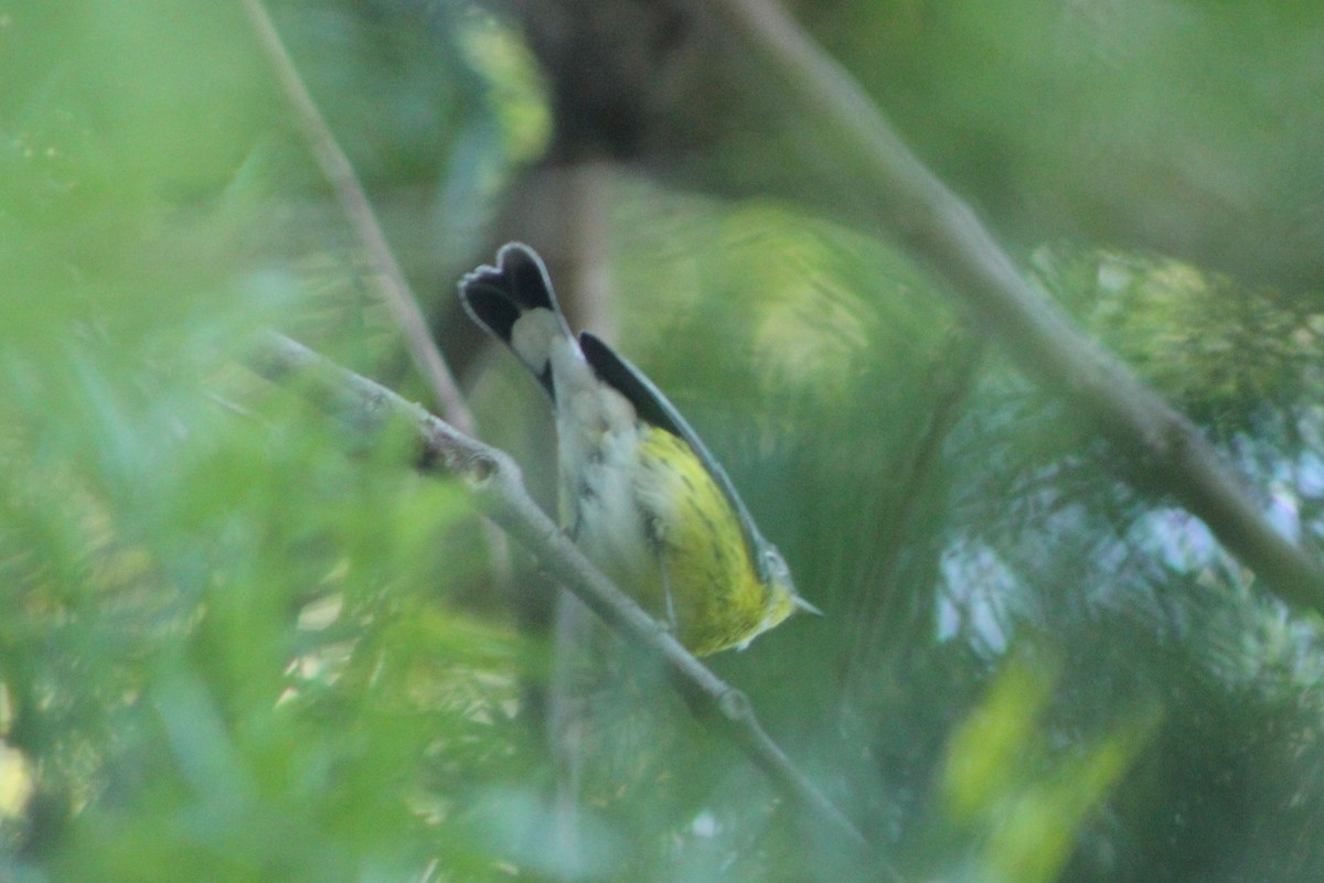 Magnolia Warbler - ML20952871