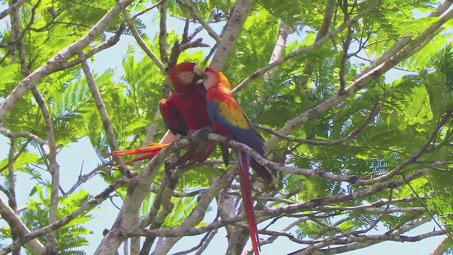 Scarlet Macaw - ML209530461