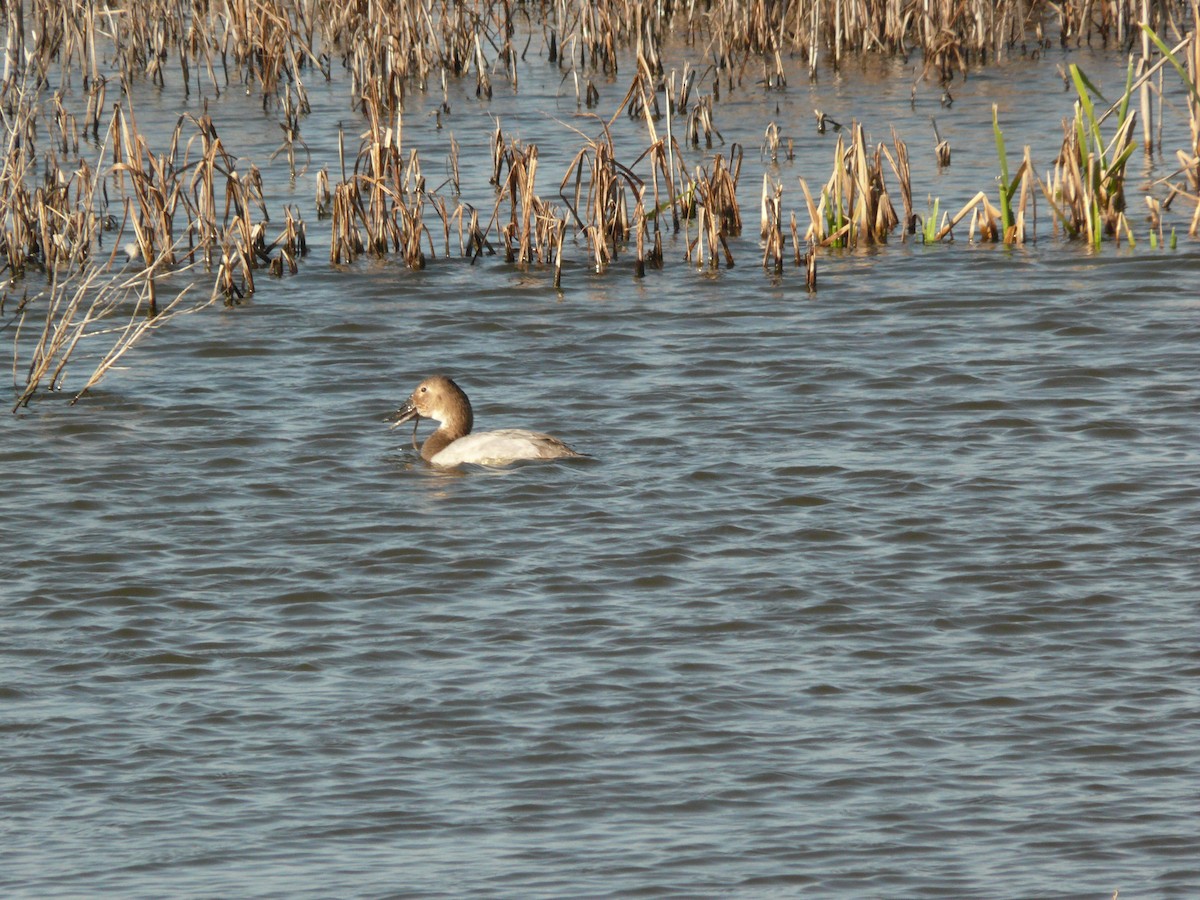 Canvasback - Tom George