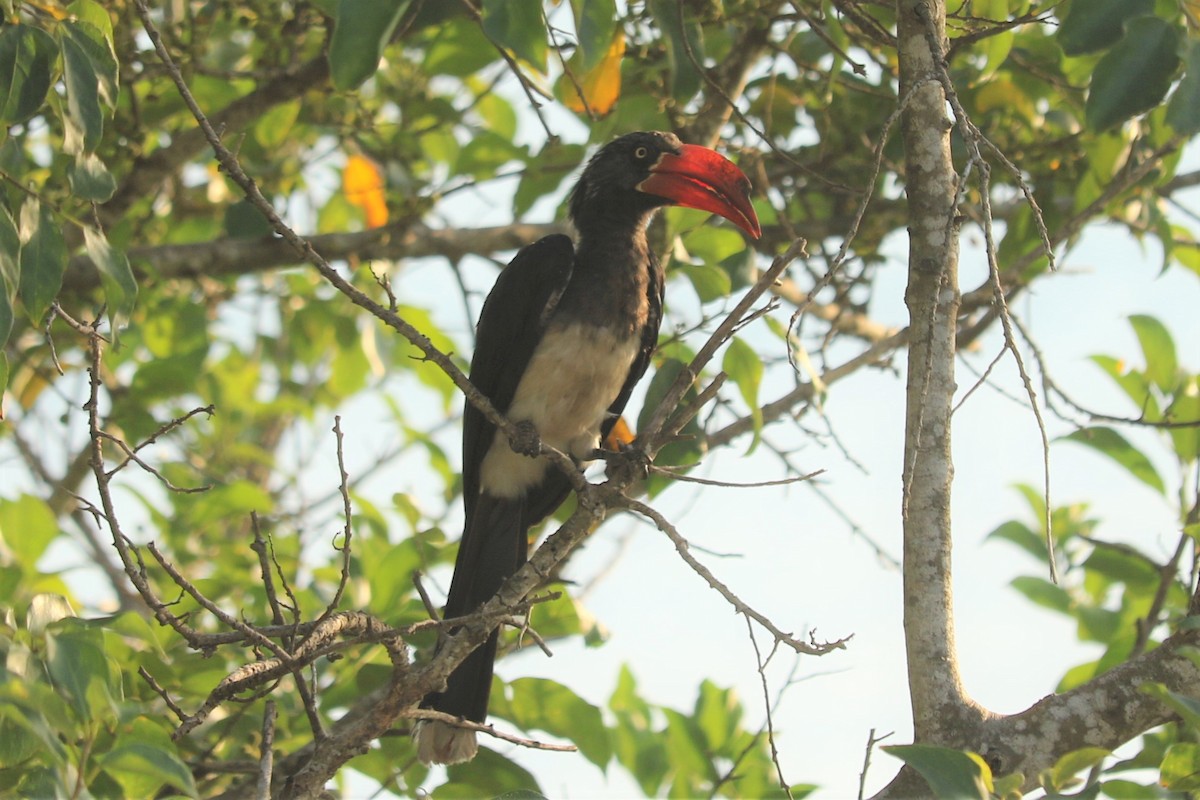 Crowned Hornbill - Jan Badura