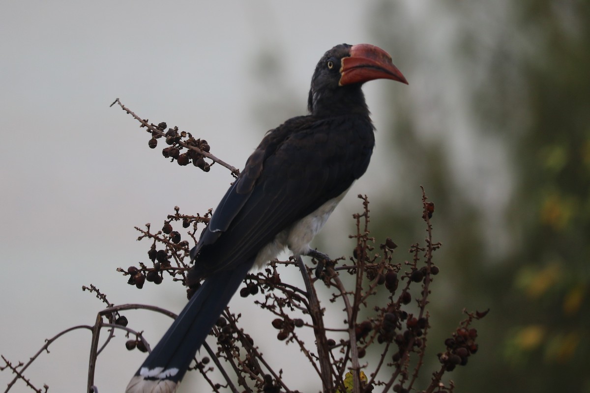 Crowned Hornbill - Jan Badura