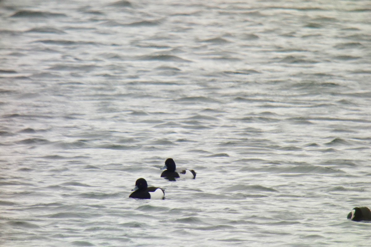 Lesser Scaup - Antoine Reboul